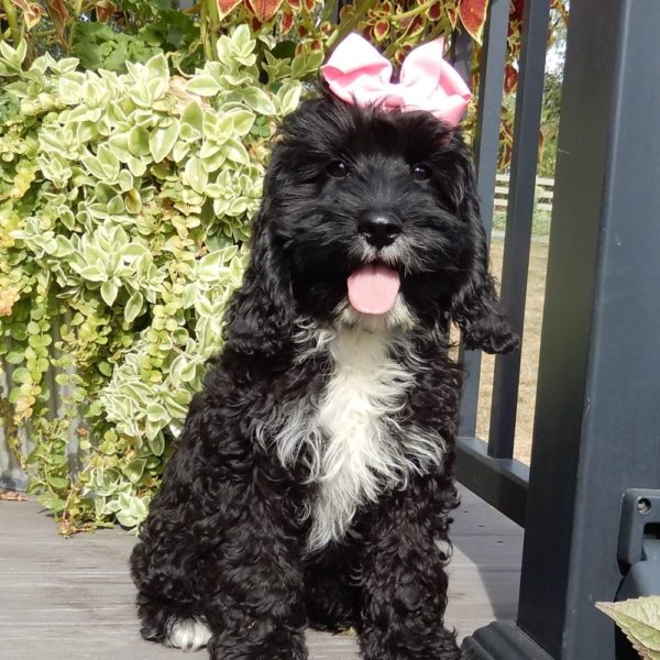 F1 Cockapoo Puppy for Sale