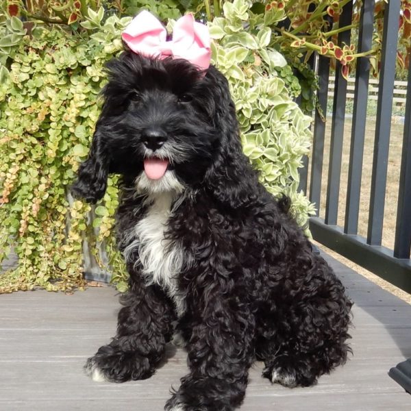 F1 Cockapoo Puppy for Sale