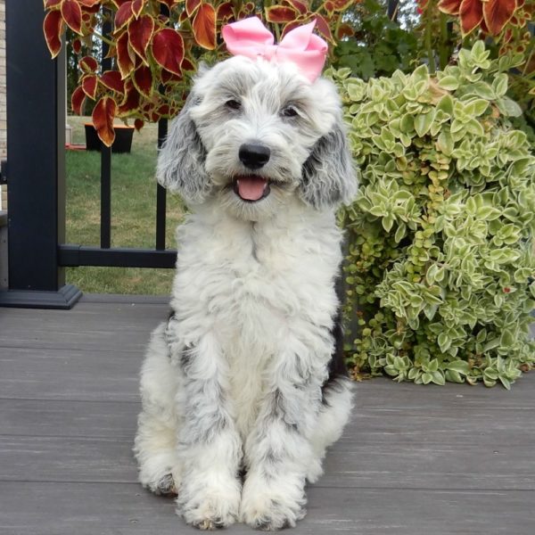 F1b Mini Sheepadoodle Puppy for Sale