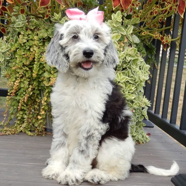 F1b Mini Sheepadoodle Puppy for Sale