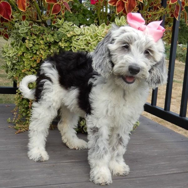 F1b Mini Sheepadoodle Puppy for Sale