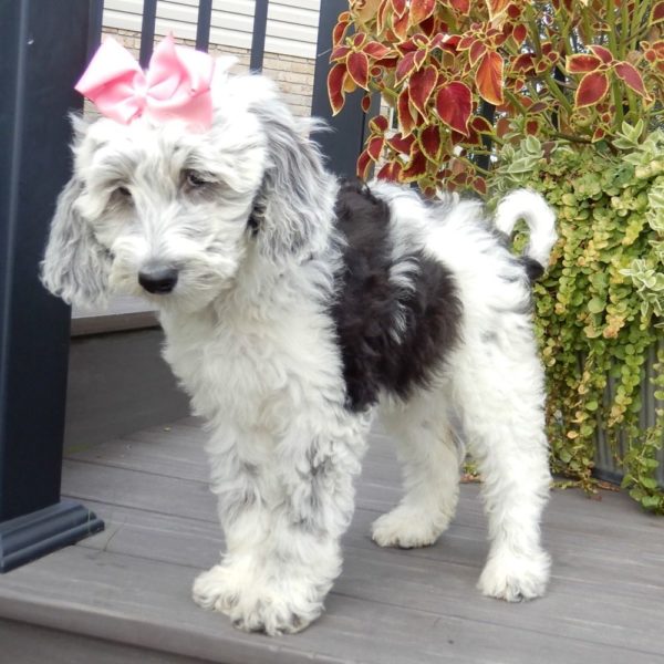 F1b Mini Sheepadoodle Puppy for Sale