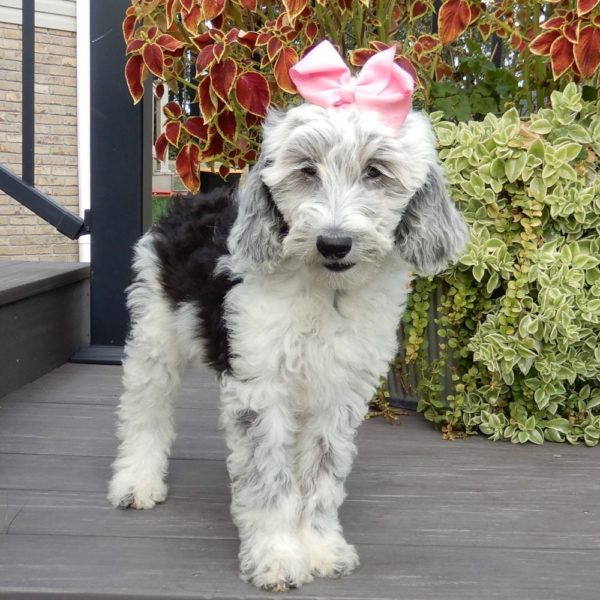 F1b Mini Sheepadoodle Puppy for Sale