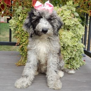 F1b Mini Sheepadoodle Puppy for Sale