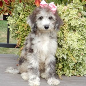 F1b Mini Sheepadoodle Puppy for Sale