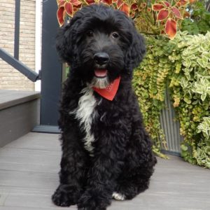 F1b Mini Sheepadoodle Puppy for Sale