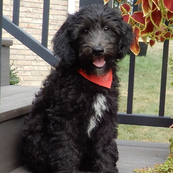 F1b Mini Sheepadoodle Puppy for Sale