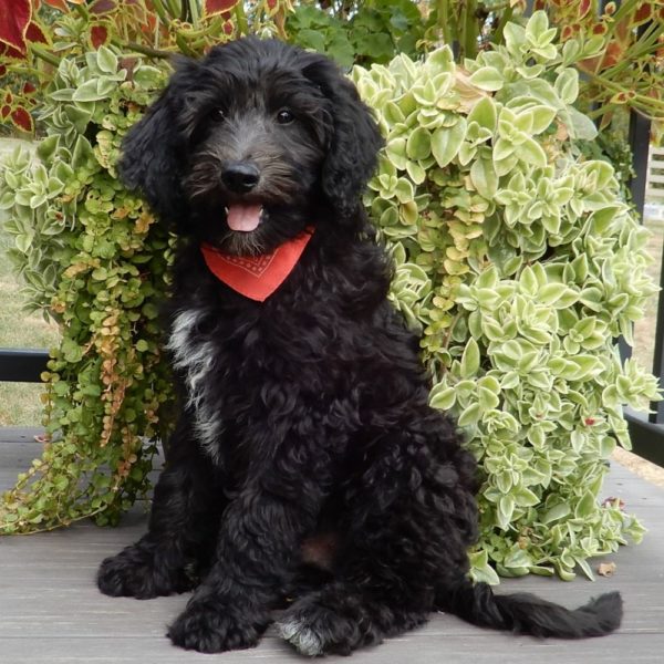 F1b Mini Sheepadoodle Puppy for Sale