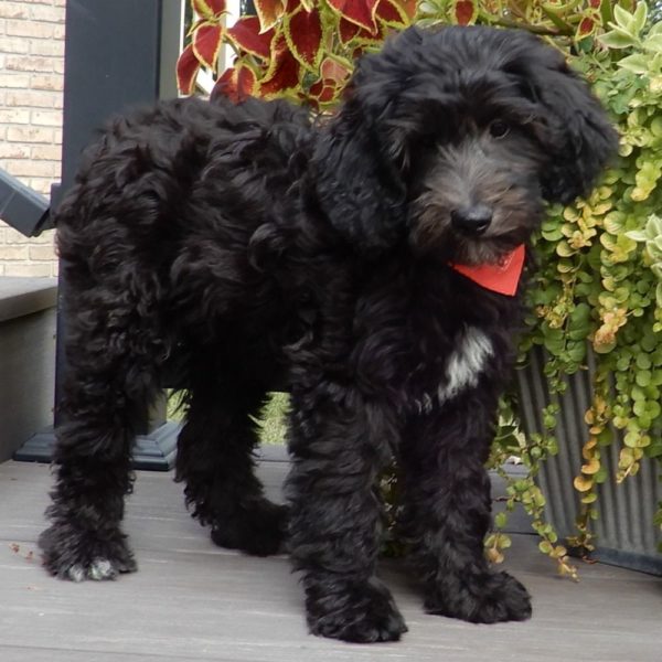 F1b Mini Sheepadoodle Puppy for Sale