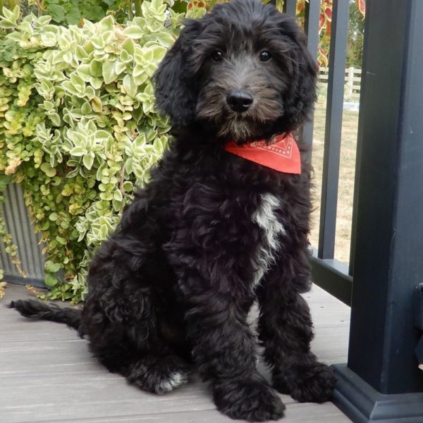 F1b Mini Sheepadoodle Puppy for Sale