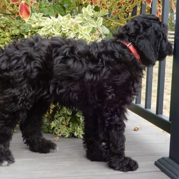 F1b Mini Sheepadoodle Puppy for Sale