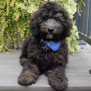 F1b Mini Sheepadoodle Puppy for Sale