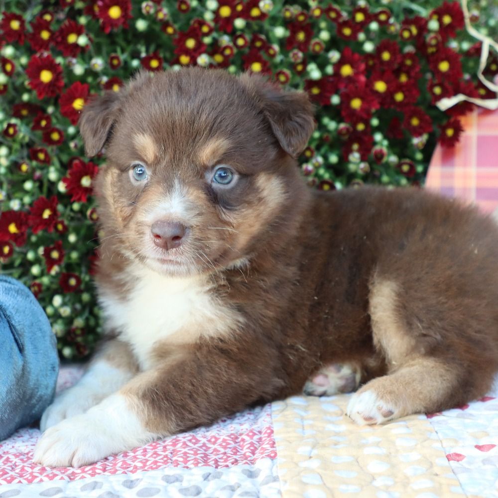 Male Miniature Australian Shepherd Puppy for Sale ID 5972LB