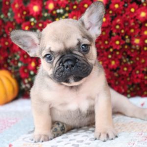 French Bulldog Puppy for Sale