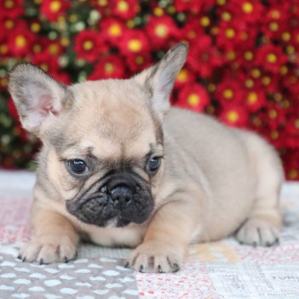 French Bulldog Puppy for Sale