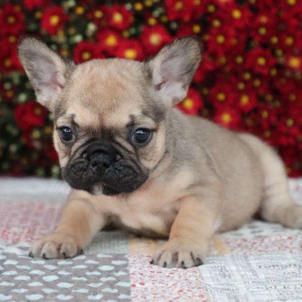 French Bulldog Puppy for Sale