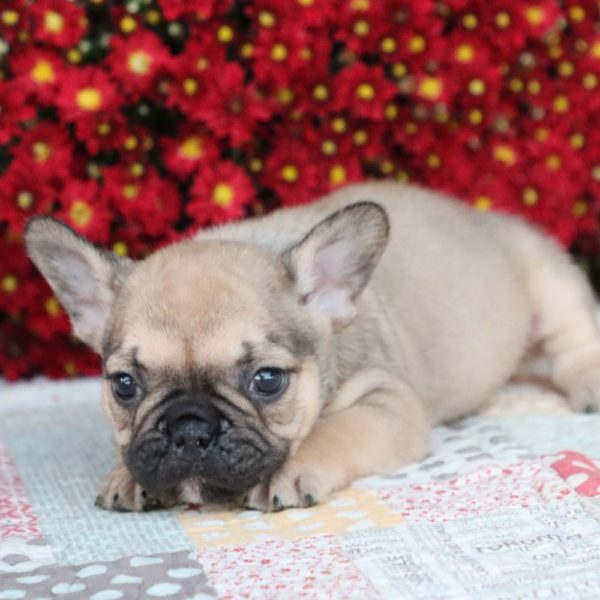 French Bulldog Puppy for Sale