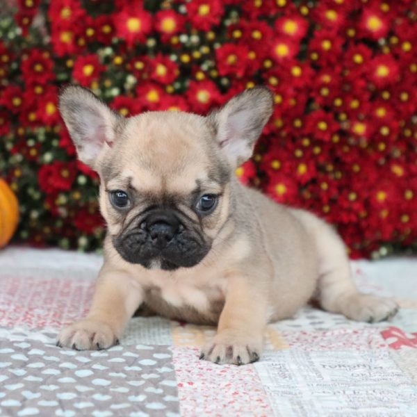 French Bulldog Puppy for Sale