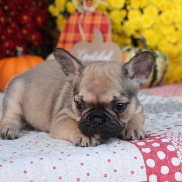 French Bulldog Puppy for Sale