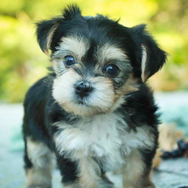 Morkie Puppy for Sale