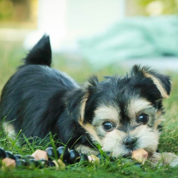 Morkie Puppy for Sale