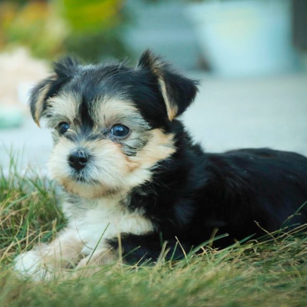 Morkie Puppy for Sale