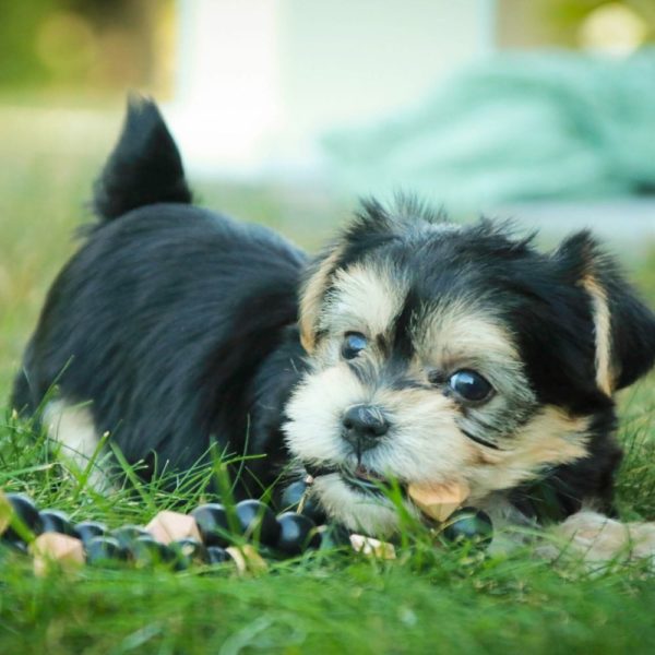 Morkie Puppy for Sale