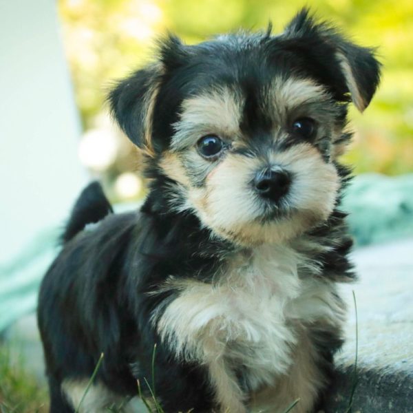 Morkie Puppy for Sale