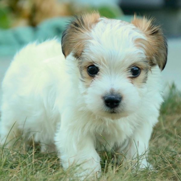 Morkie Puppy for Sale