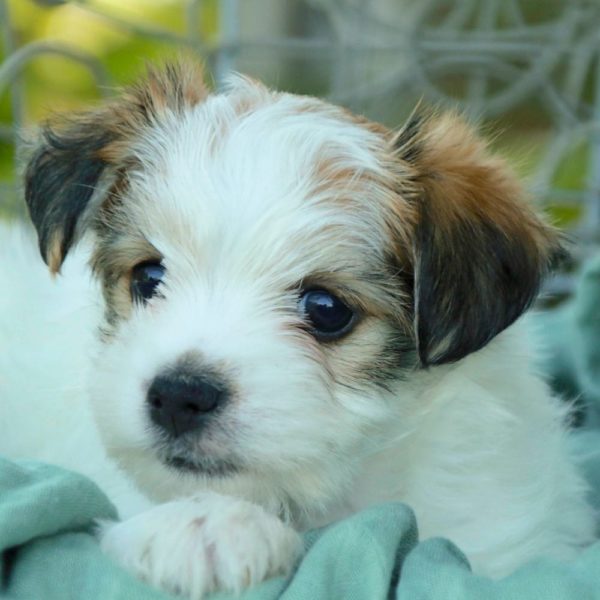 Morkie Puppy for Sale