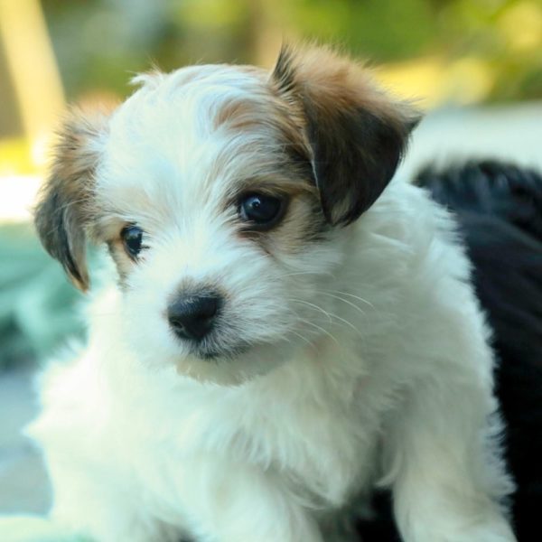 Morkie Puppy for Sale