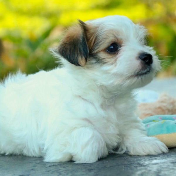 Morkie Puppy for Sale