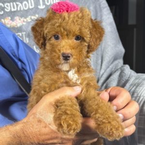 Toy Poodle Puppy for Sale