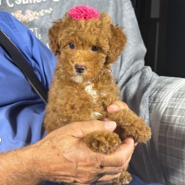 Toy Poodle Puppy for Sale