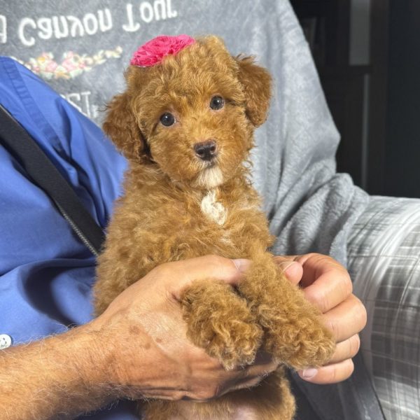 Toy Poodle Puppy for Sale