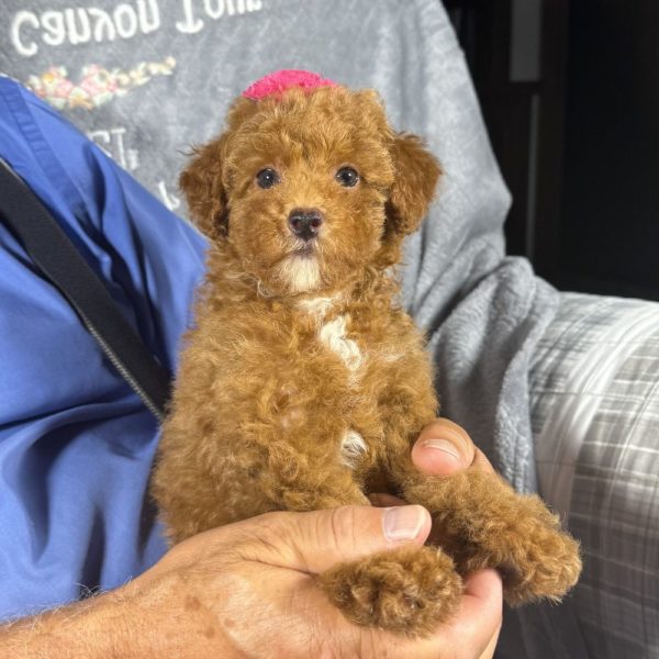 Toy Poodle Puppy for Sale