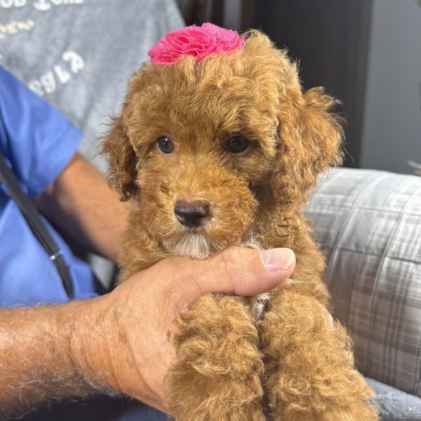 Toy Poodle Puppy for Sale