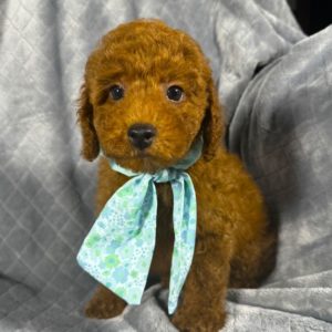 Toy Poodle Puppy for Sale