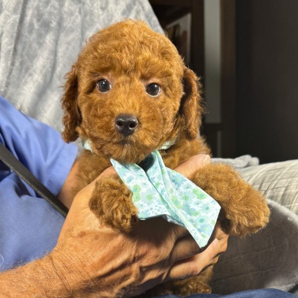 Toy Poodle Puppy for Sale