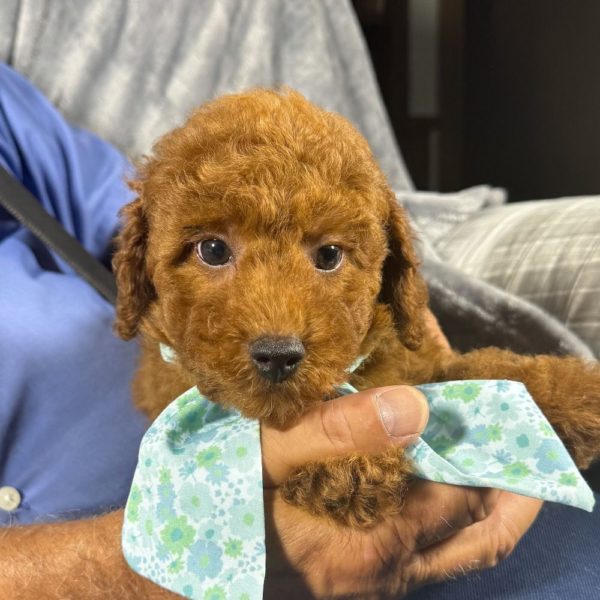 Toy Poodle Puppy for Sale