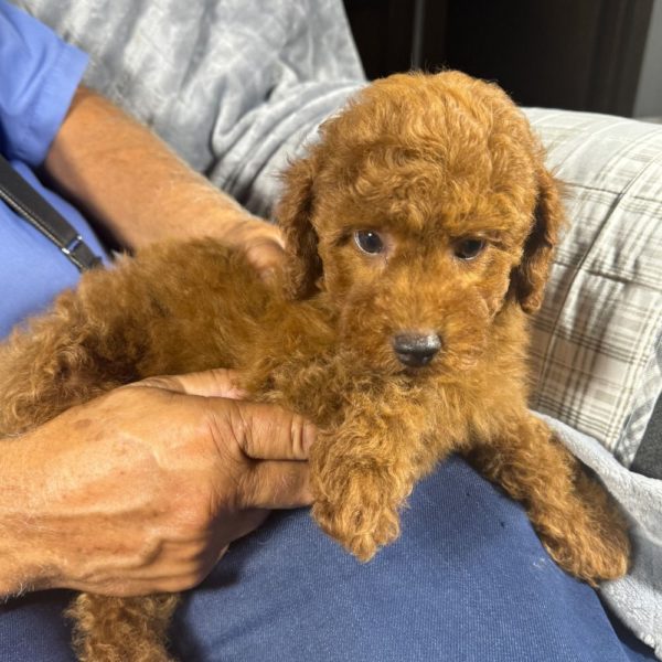 Toy Poodle Puppy for Sale