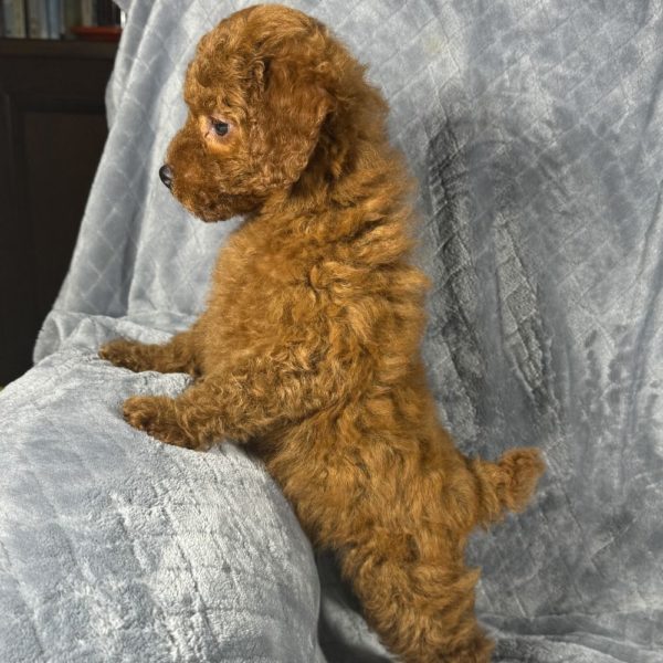 Toy Poodle Puppy for Sale