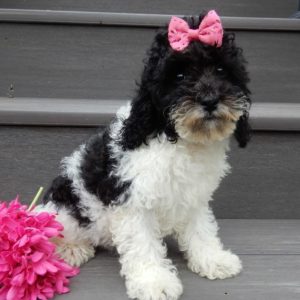 F1b Cockapoo Puppy for Sale