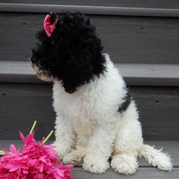 F1b Cockapoo Puppy for Sale