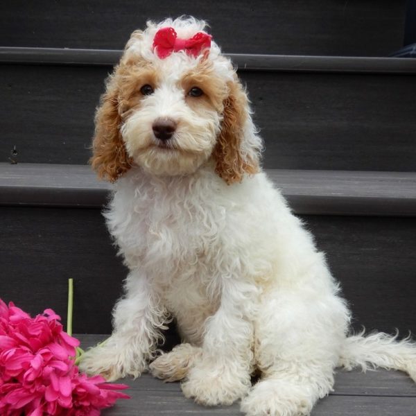 F1b Cockapoo Puppy for Sale