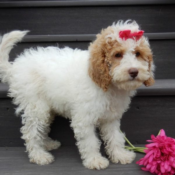 F1b Cockapoo Puppy for Sale