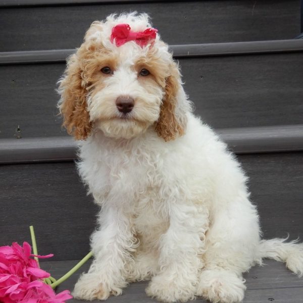 F1b Cockapoo Puppy for Sale