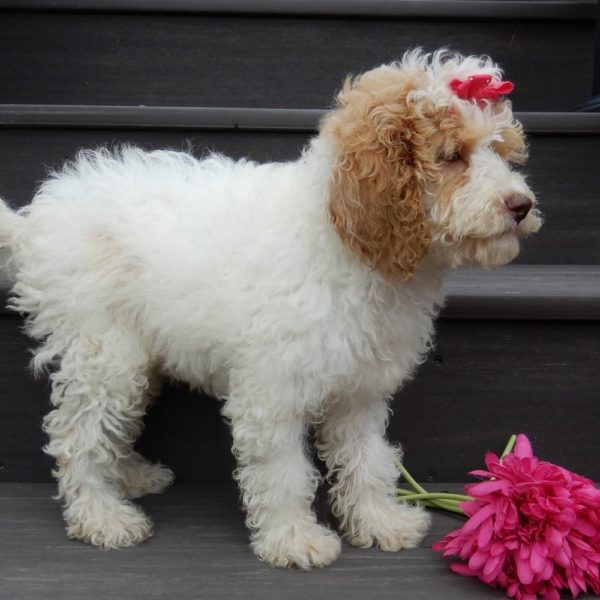 F1b Cockapoo Puppy for Sale