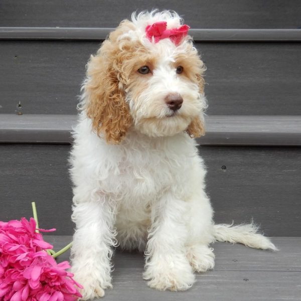 F1b Cockapoo Puppy for Sale