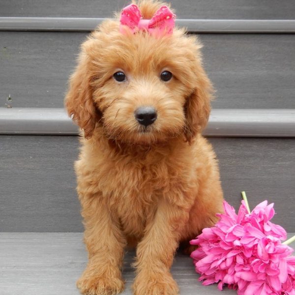 F1b Mini Goldendoodle Puppy for Sale